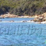 Spiaggia del Porticciolo Procchio